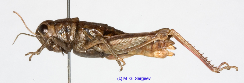 Conophyma_exellens_f_1250