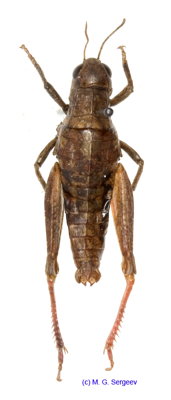 Conophyma_exellens_f_1251