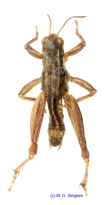 Conophyma_exellens_m_1253