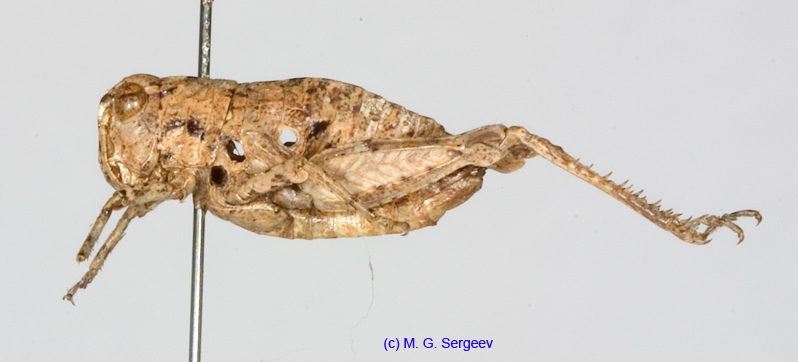 Conophyma_kusnezovi_f_1286
