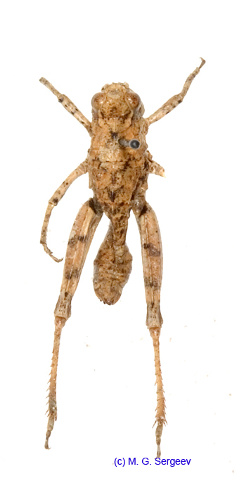 Conophyma_kusnezovi_f_1287