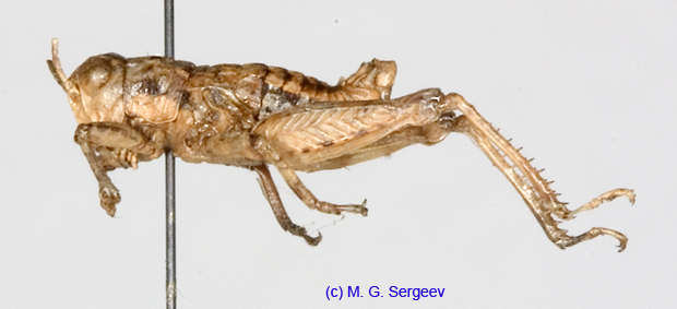Conophyma_kusnezovi_m_1284