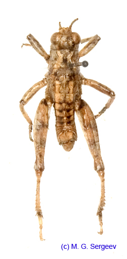 Conophyma_kusnezovi_m_1285