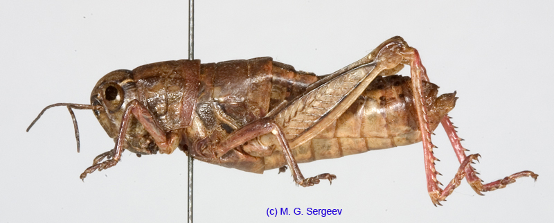 Conophyma_lobulatum_firmum_f_1300