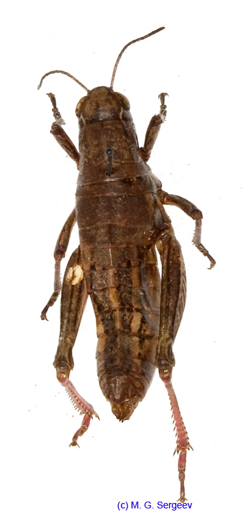 Conophyma_lobulatum_firmum_f_1301