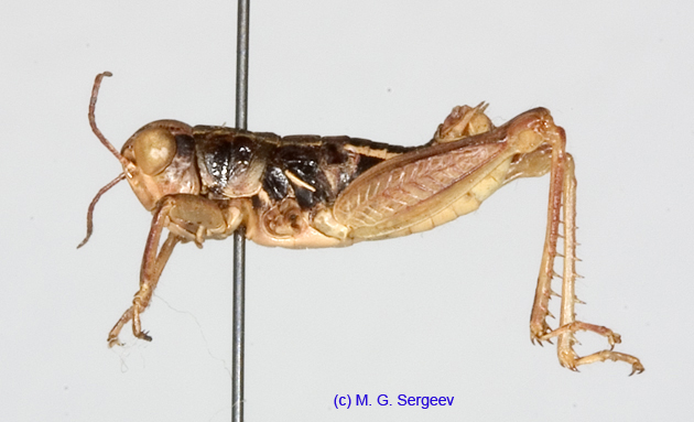 Conophyma_lobulatum_firmum_m_1302