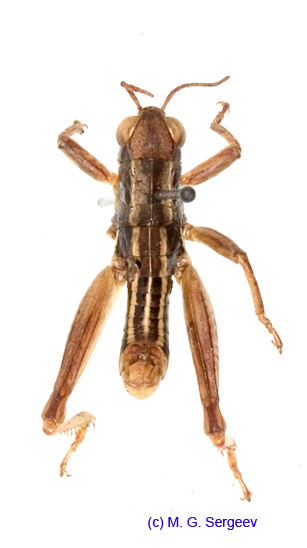 Conophyma_lobulatum_firmum_m_1303