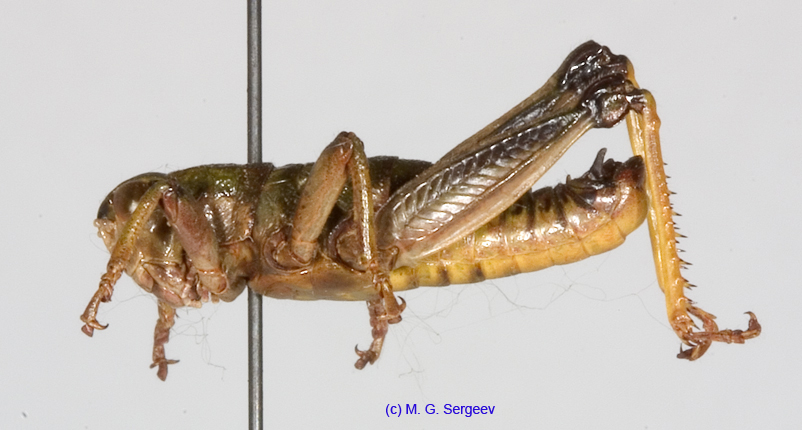 Conophyma_mistshenkoi_m_1270