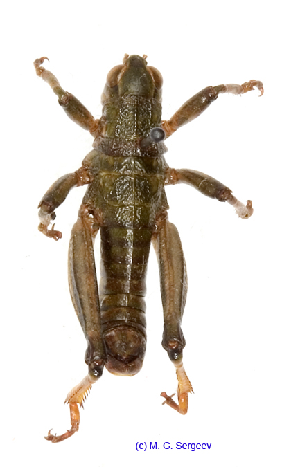 Conophyma_mistshenkoi_m_1271