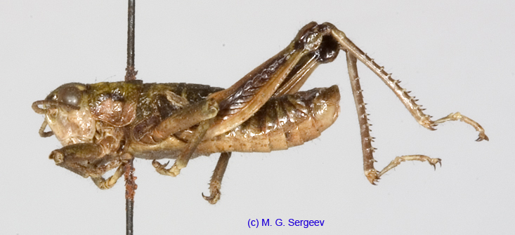 Conophyma_nanum_m_1266