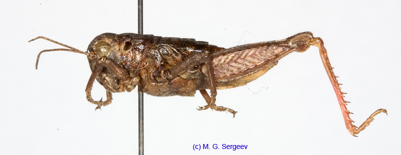 Conophyma_nigrescens_f_1282