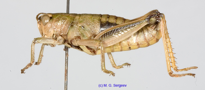 Conophyma_przewalskii_m_1272