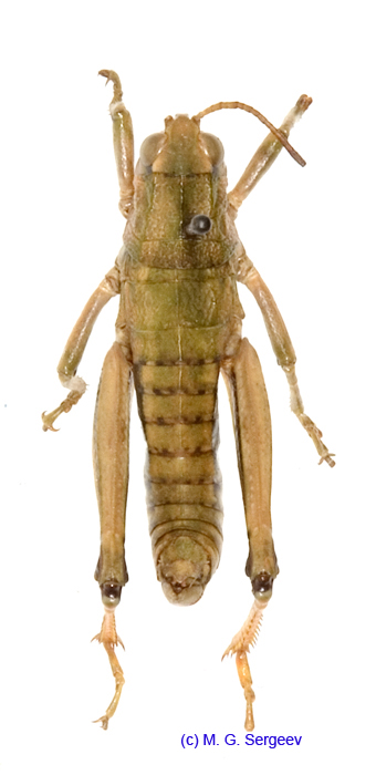 Conophyma_przewalskii_m_1273