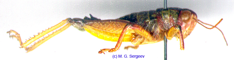 Conophyma_semenovi