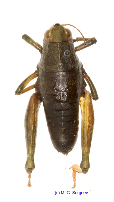 Conophyma_semenovi_semenovi_f_1281
