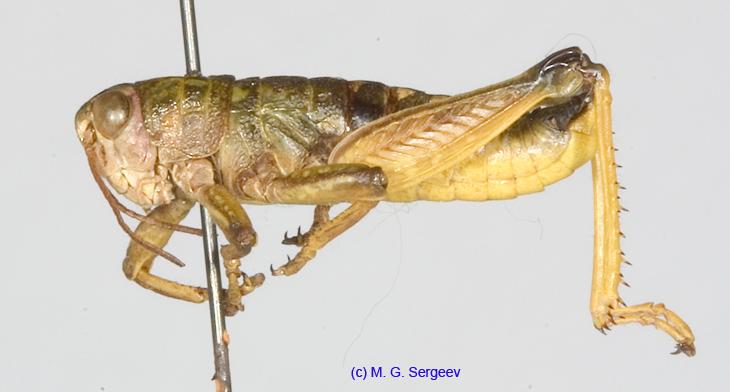 Conophyma_semenovi_semenovi_m_1278