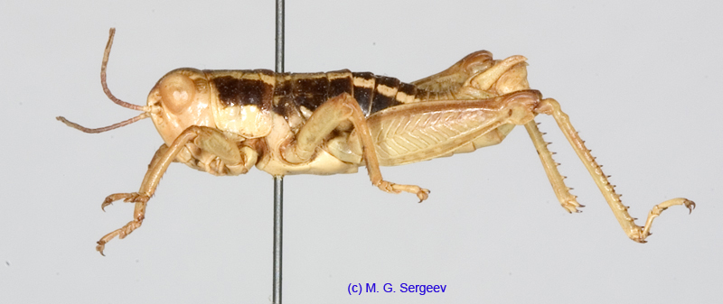Conophyma_sogdianum_m_1306
