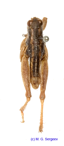 Conophyma_sokolowi_m_1259