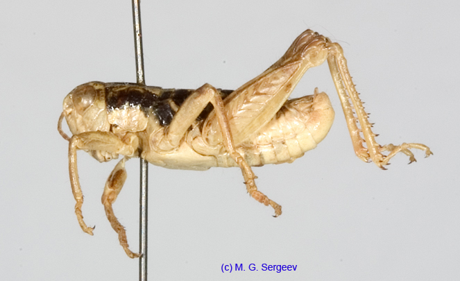 Conophyma_sokolowi_sokolowi_m_1294