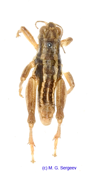 Conophyma_sokolowi_sokolowi_m_1295