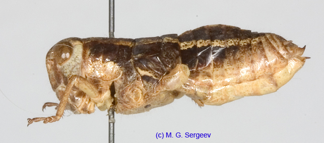 Conophyma_spectabile_f_1247
