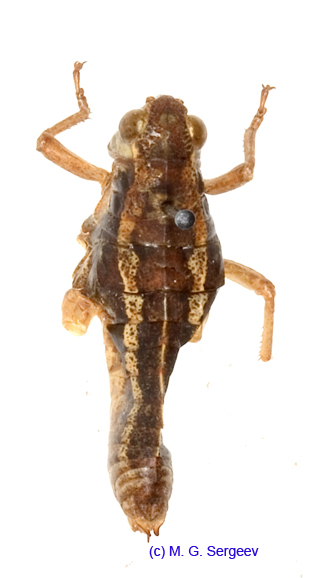 Conophyma_spectabile_f_1248