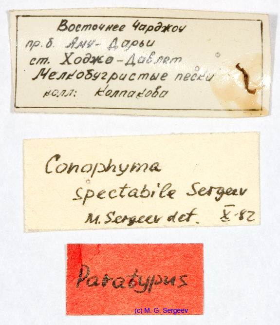Conophyma_spectabile_labels_1246