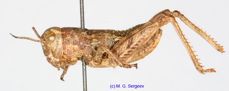 Conophyma_spectabile_n_1244