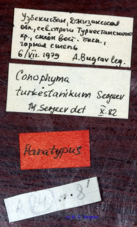 Conophyma_turkestanicum_labels_1243