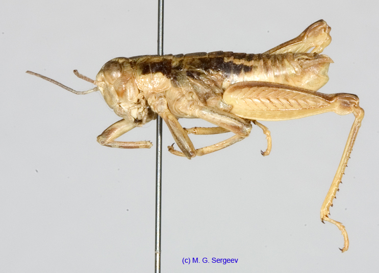 Conophyma_turkestanicum_m_1241