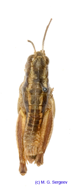 Conophyma_turkestanicum_m_1242
