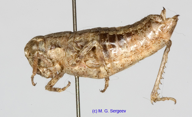 Conophyma_uvarovi_occidentale_f_1291
