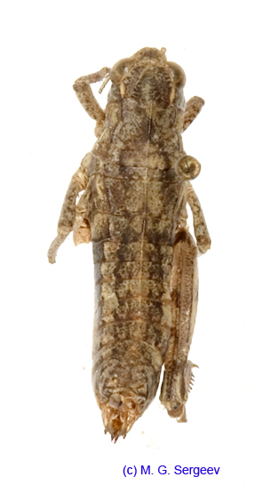 Conophyma_uvarovi_occidentale_f_1292