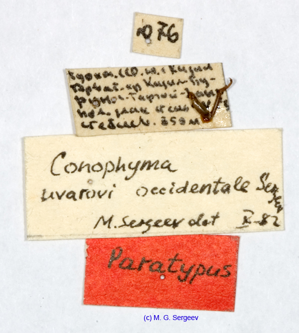 Conophyma_uvarovi_occidentale_labels_1290