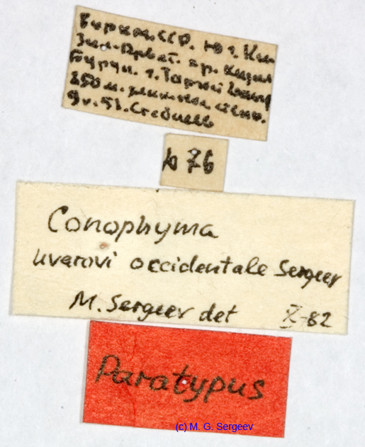 Conophyma_uvarovi_occidentale_labels_1293