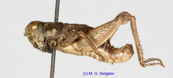 Conophyma_uvarovi_occidentale_m_1288