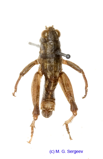 Conophyma_uvarovi_occidentale_m_1289