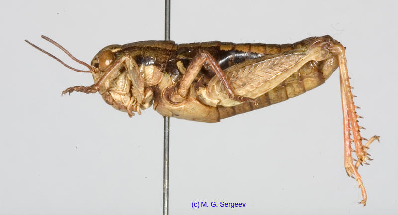 Conophyma_weberi_f_1298