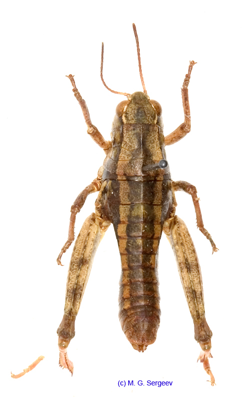 Conophyma_weberi_f_1299