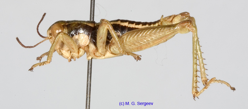Conophyma_weberi_m_1304