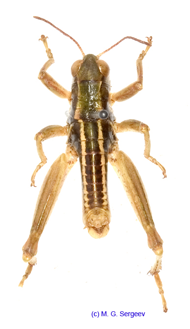 Conophyma_weberi_m_1305