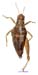Bienkoa_fedtschenkoi_ornata_f_1257