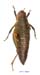 Conophyma_comtulum_f_1277