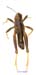 Conophyma_comtulum_m_1275