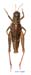 Conophyma_exellens_f_1251