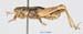 Conophyma_exellens_m_1252