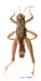 Conophyma_exellens_m_1253