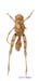 Conophyma_kusnezovi_f_1287