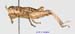 Conophyma_kusnezovi_m_1284