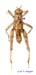 Conophyma_kusnezovi_m_1285
